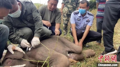 云南西双版纳救助受伤“象宝宝”