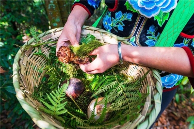 美丽南华 野菌飘香， “云播菌乡”为你奉上一场别开生面的云上美食盛宴！