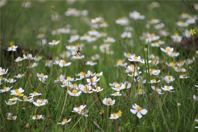 香格里拉赏秋｜初秋高原 花事未了  