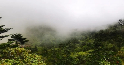 生物多样性 | 急尖长苞冷杉：我是轿子山最常见、伴你左右的好朋友