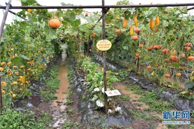 丽江市古城区：农旅融合助力乡村振兴