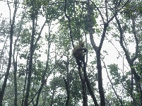 图集 | 鸡足山猴群 山中精灵