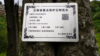 楚雄州永仁县植物图鉴丨千年赛装源旁的古老滇朴