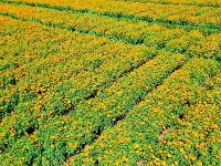 图集丨美丽南华 野菌飘香