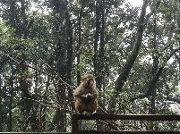 图集 | 鸡足山猴群 山中精灵