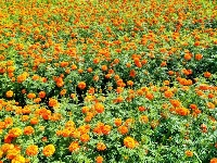 图集丨美丽南华 野菌飘香