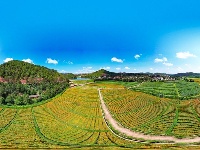 图集丨美丽南华 野菌飘香