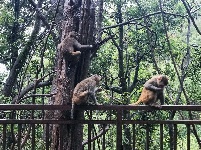 图集 | 鸡足山猴群 山中精灵