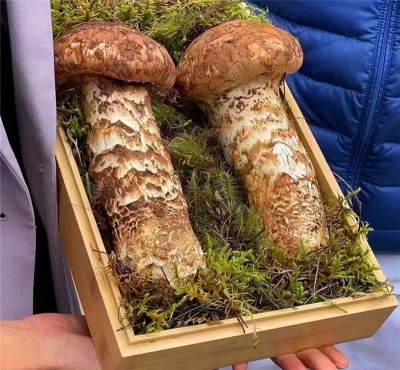 拍出25万元高价，详解香格里拉松茸为何如此美味