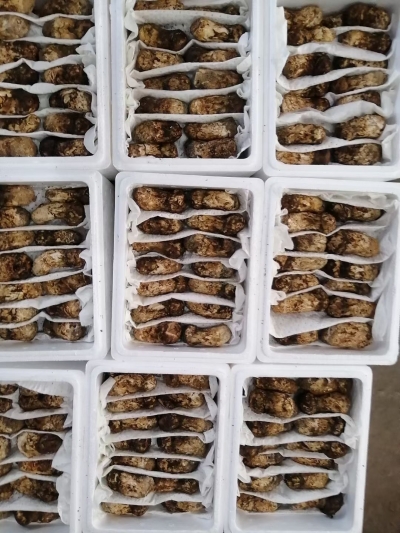 云南每天有6吨野生菌通过高铁销往全国各地