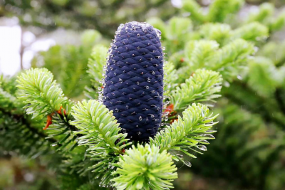 生物多样性 | 急尖长苞冷杉：我是轿子山最常见、伴你左右的好朋友