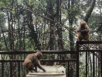 图集 | 鸡足山猴群 山中精灵