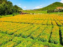 图集丨美丽南华 野菌飘香