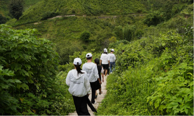 临沧冰岛茶文化体验之旅，品百年古茶 看乡村振兴