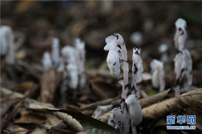 “枯叶里的精灵”水晶兰现身云南耿马