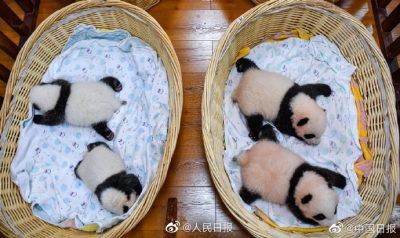 太可爱！中国大熊猫保护研究中心今年繁育15胎24崽