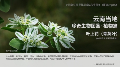 寻找《云南虫谷》中的C位生物之神奇植物 你见过吗？