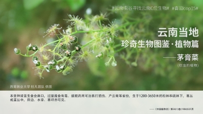 寻找《云南虫谷》中的C位生物之神奇植物 你见过吗？