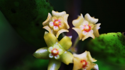 中国新记录物种又添新分布点！云南龙陵首现球兰属植物缅甸球兰