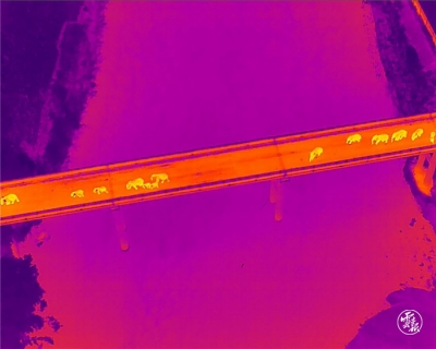 回家了！北移亚洲象群安全渡过把边江返回宁洱 完全进入传统栖息地