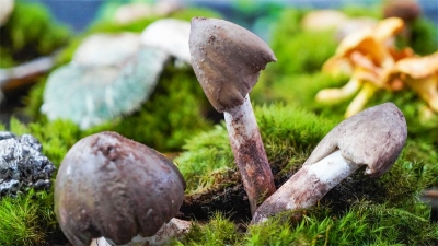 安宁这家神秘餐厅，吸引无数“昆虫”驱车前往……