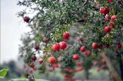 徜徉建水荷塘石榴园是怎样的体验？