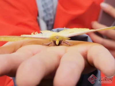 寻访“生命之花” | 打碗碗花？还是打碗花花？你猜！