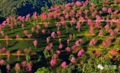 大理南涧：加快建设无量山大景区，集中力量打造彩云之南冬季旅游目的地