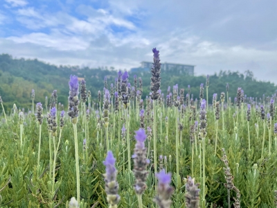 中秋国庆游玉溪丨秋阳暖暖，相约红塔区滇中植物园粉色花海 