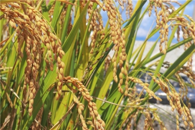 四大关键词，带你解锁云南丰收时节！