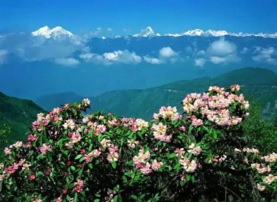 COP15：昆明，最具幸福感的“花”样城市