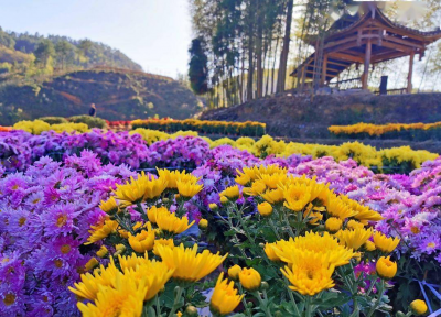 门票免费领！2021大理剑川石宝山皇菊乡村花海旅游节，10月1日启幕！