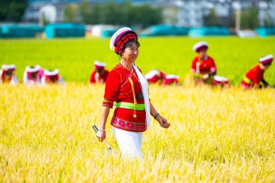 带上丰收的喜悦 来看云南乡村文旅新魅力