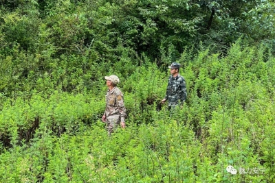 【COP15·共建地球生命共同体】黄杉林守望者——房桂生