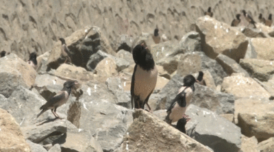 蝗虫别跑！20万羽粉红椋鸟驰援新疆伊宁草原灭蝗