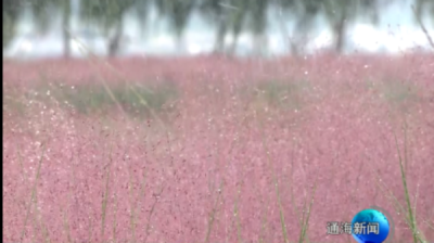 国庆游玉溪丨通海秋季“限定粉”上线 杞麓湖畔美成童话世界