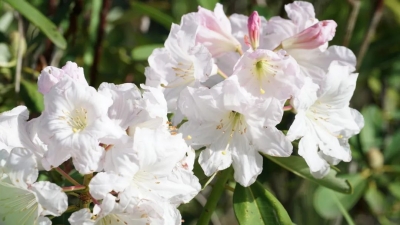 风味宾川：舌尖上的大白杜鹃