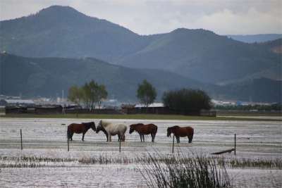 香格里拉“水上公路”再现 电视剧《司藤》曾在此取景