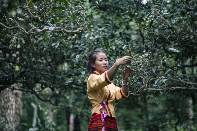 在申遗中的景迈山，遇见苏轼的诗意江湖！