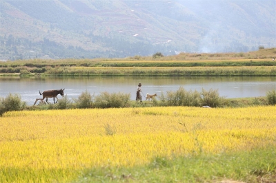 秋风乍起，和大理凤羽小镇来一场相拥