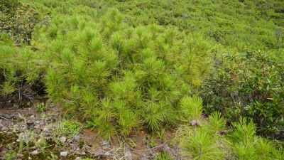 COP15丨楚雄州永仁县茶尖石上的地盘松