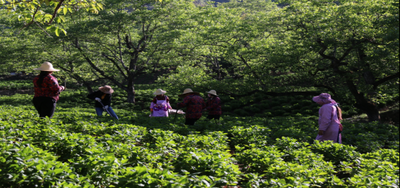 法治乡村丨云南漾濞光明村：以民主法治助推乡村振兴