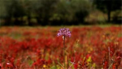 藏在诗歌里的香格里拉之秋  