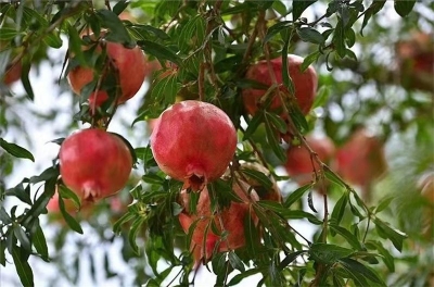 徜徉建水荷塘石榴园是怎样的体验？