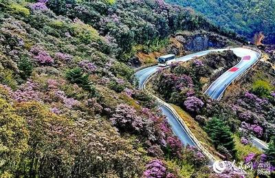 云南轿子山打造100亩高山杜鹃基因库