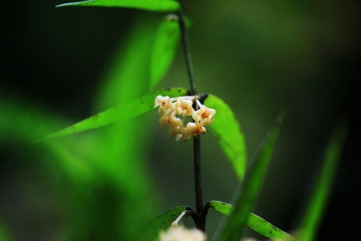 中国新记录物种又添新分布点！云南龙陵首现球兰属植物缅甸球兰
