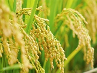 图集丨秋分至 丰收时