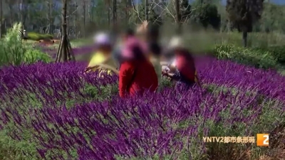 什么情况？昆明这个新晋网红打卡点的高颜值花草被割了……