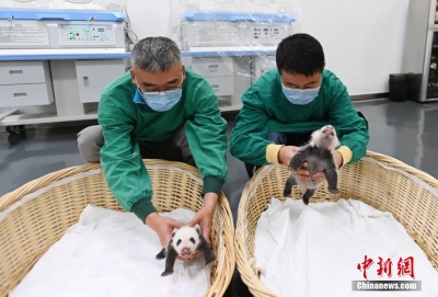 组图｜镜头里的海归大熊猫“宝宝”和双胞胎幼仔