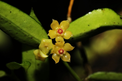 中国新记录物种又添新分布点！云南龙陵首现球兰属植物缅甸球兰